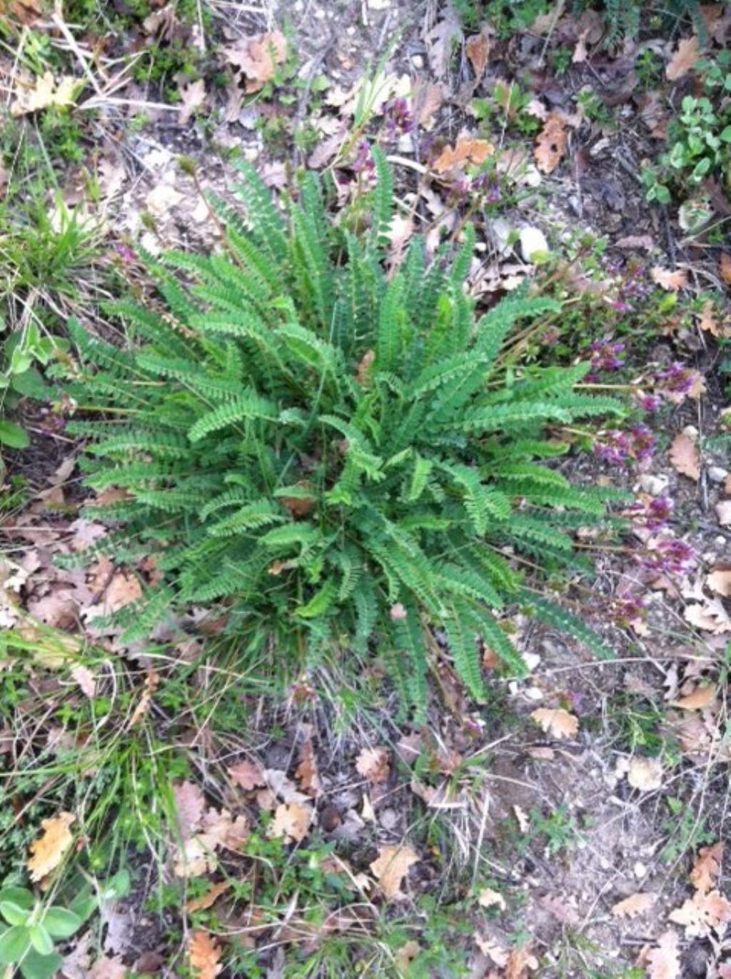 Astragalus cfr. monspessulanus